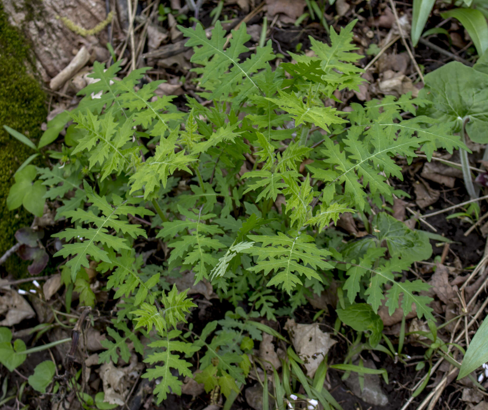 Polymnia canadensis L. resmi