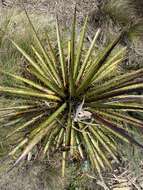 Image of Puya clava-herculis Mez & Sodiro