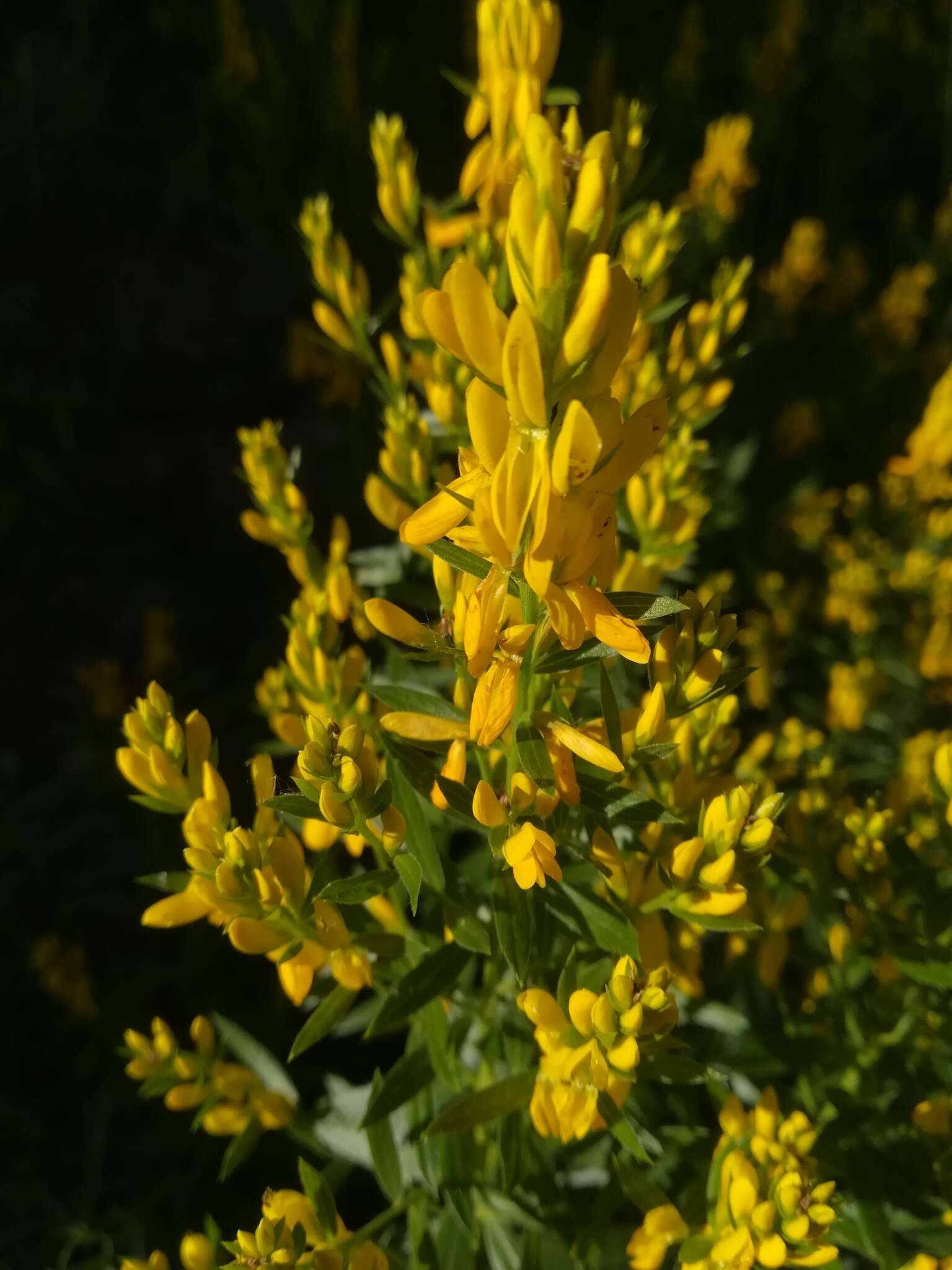 Imagem de Genista tinctoria L.