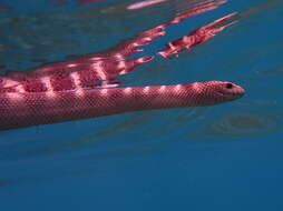 Image of Ornate Reef Sea Snake