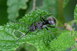 Image de Polyrhachis vigilans Smith 1858