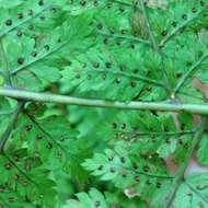 Image of mountain woodfern