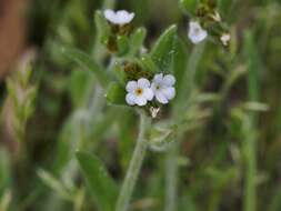 Plancia ëd Plagiobothrys nothofulvus (A. Gray) A. Gray