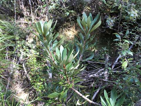 Image of Telopea truncata (Labill.) R. Br.