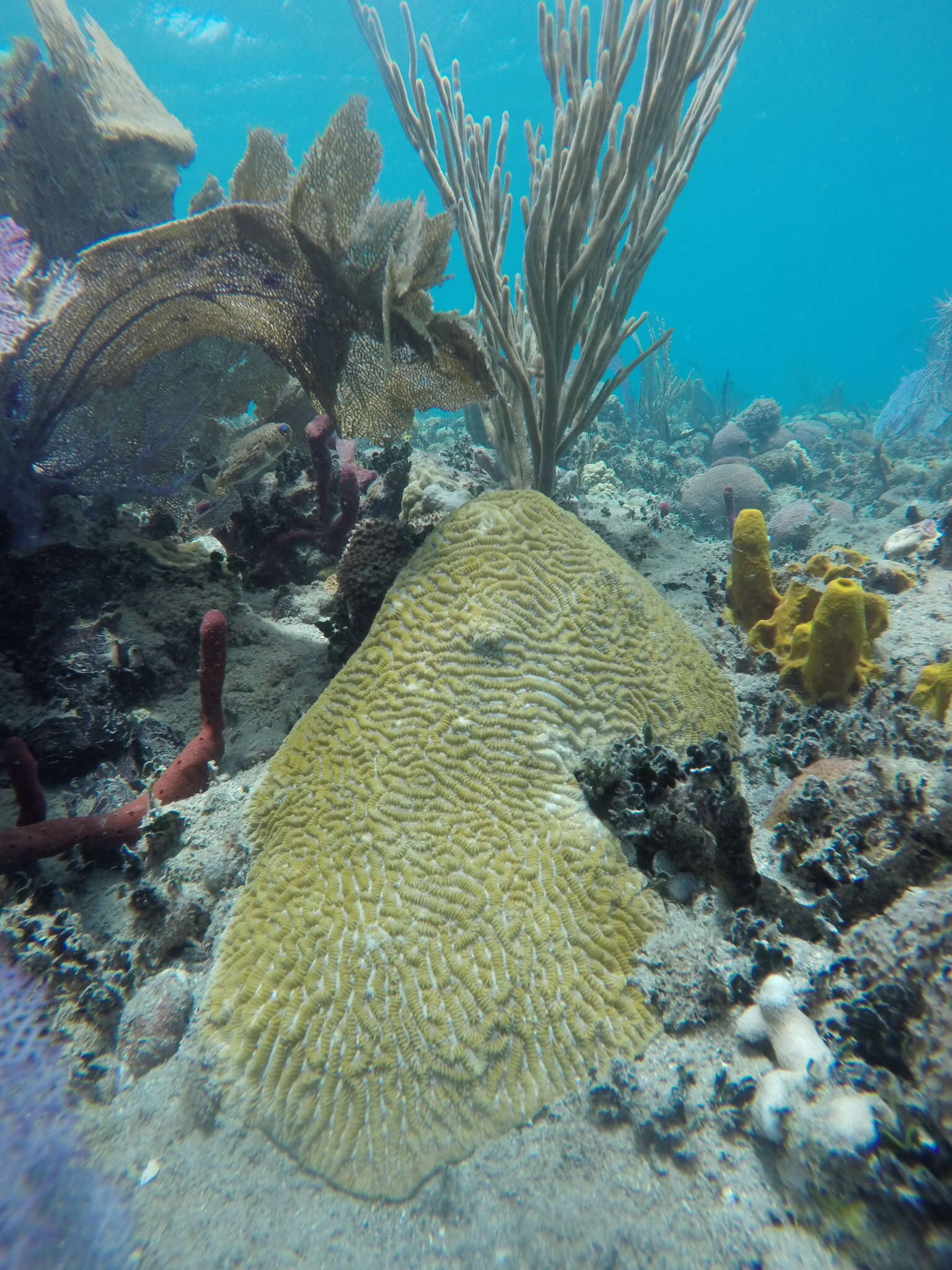 Image of Maze Coral