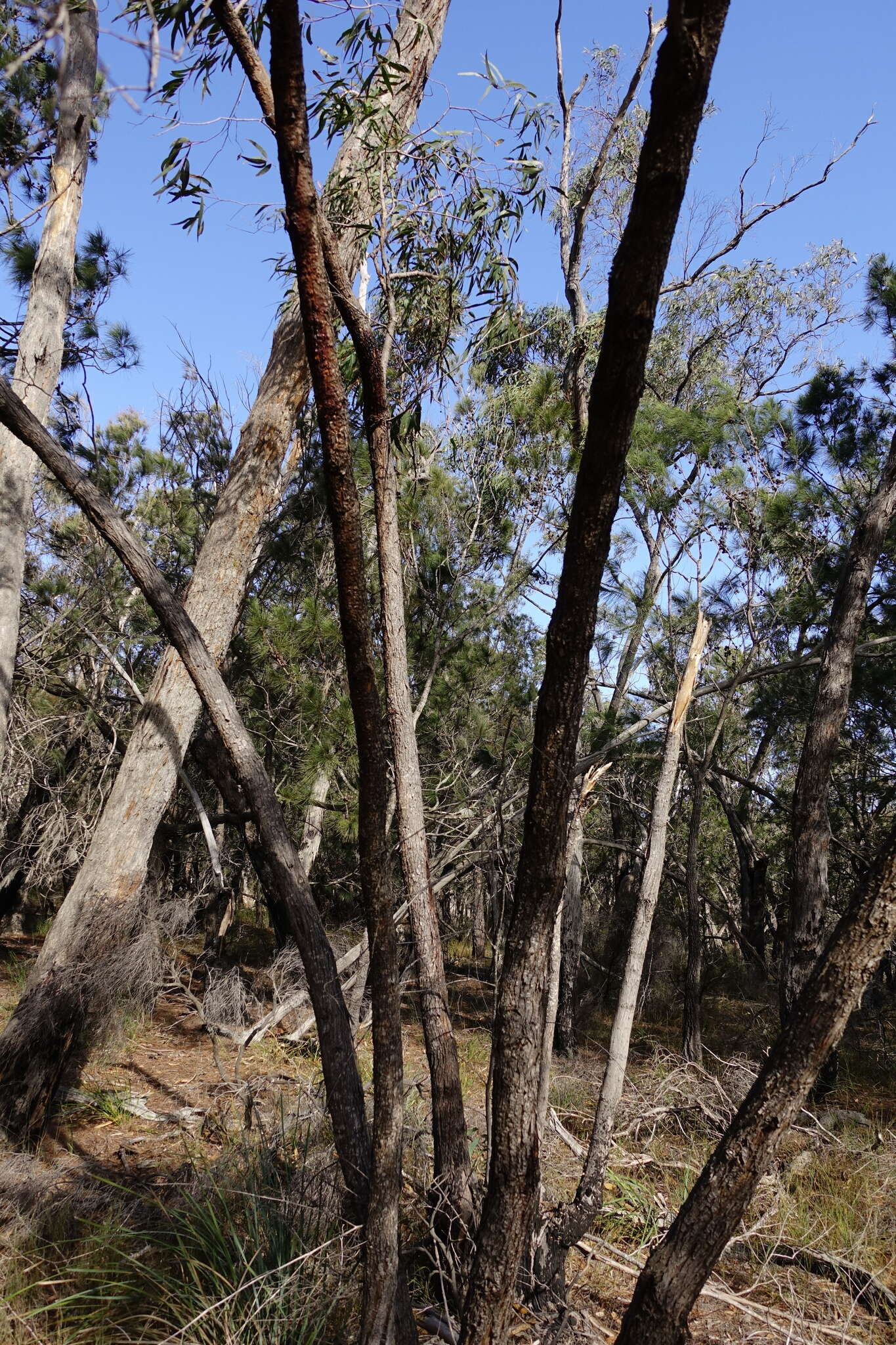 Image of Eucalyptus arenicola Rule