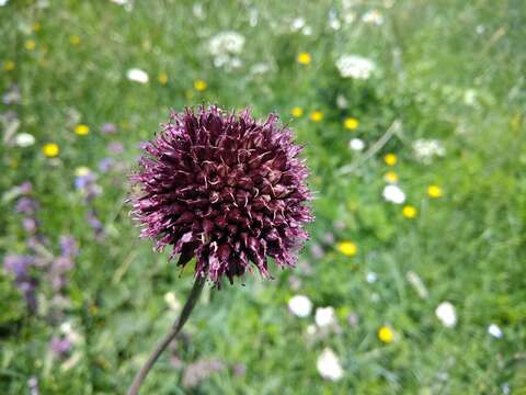 Image of Allium fuscoviolaceum Fomin