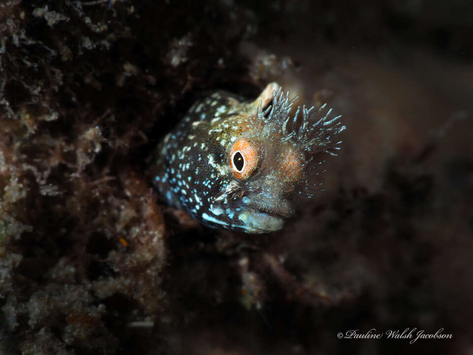 Image of Roughhead Blenny