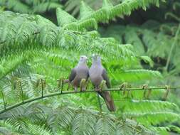 Image of Barking Imperial Pigeon