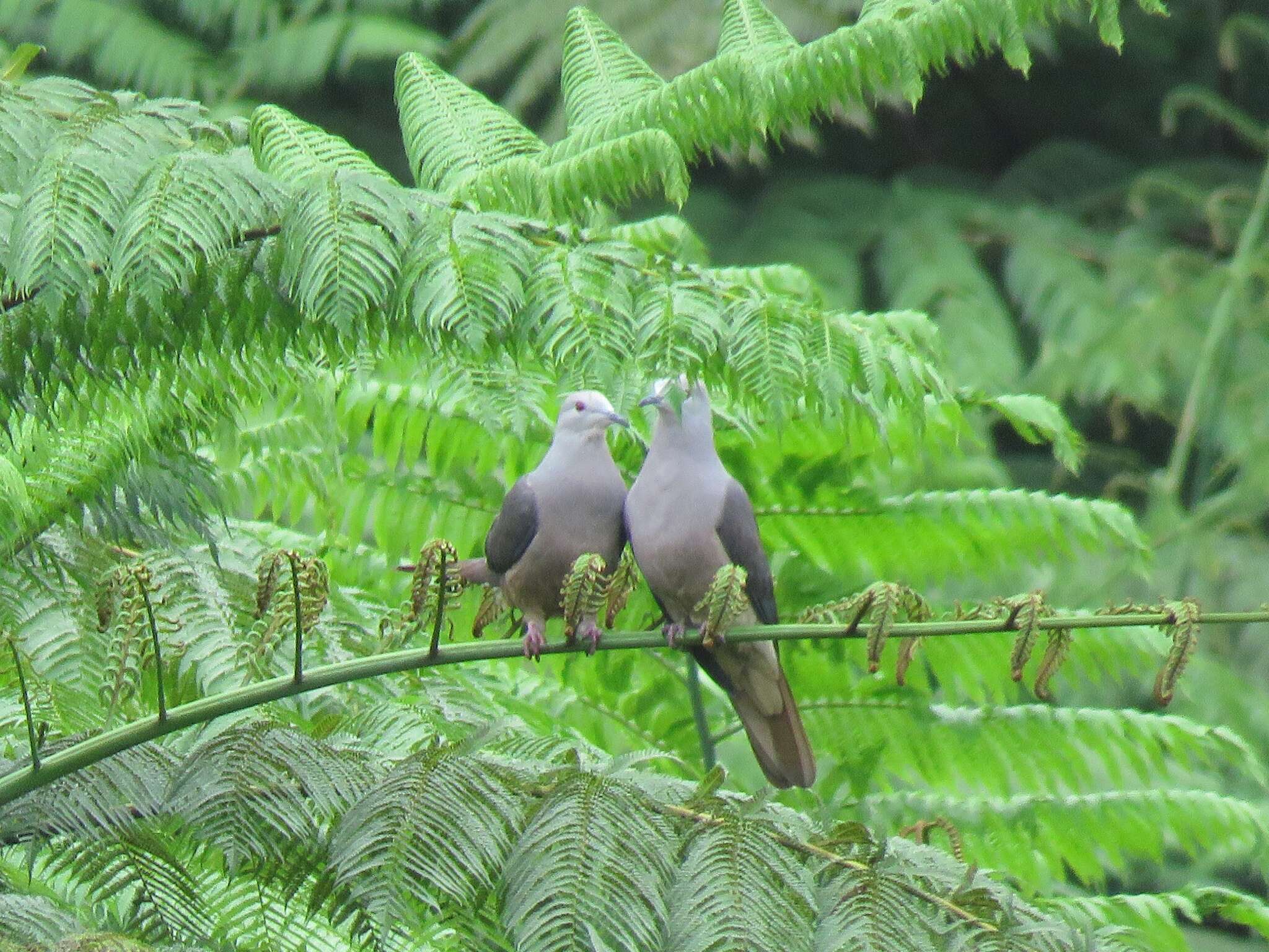 Image of Barking Imperial Pigeon