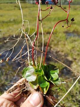 Image of Micranthes melaleuca (Fischer) Losinsk.