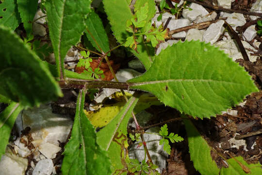 Image of Senecio nemorensis subsp. jacquinianus (Rchb.) Celak.