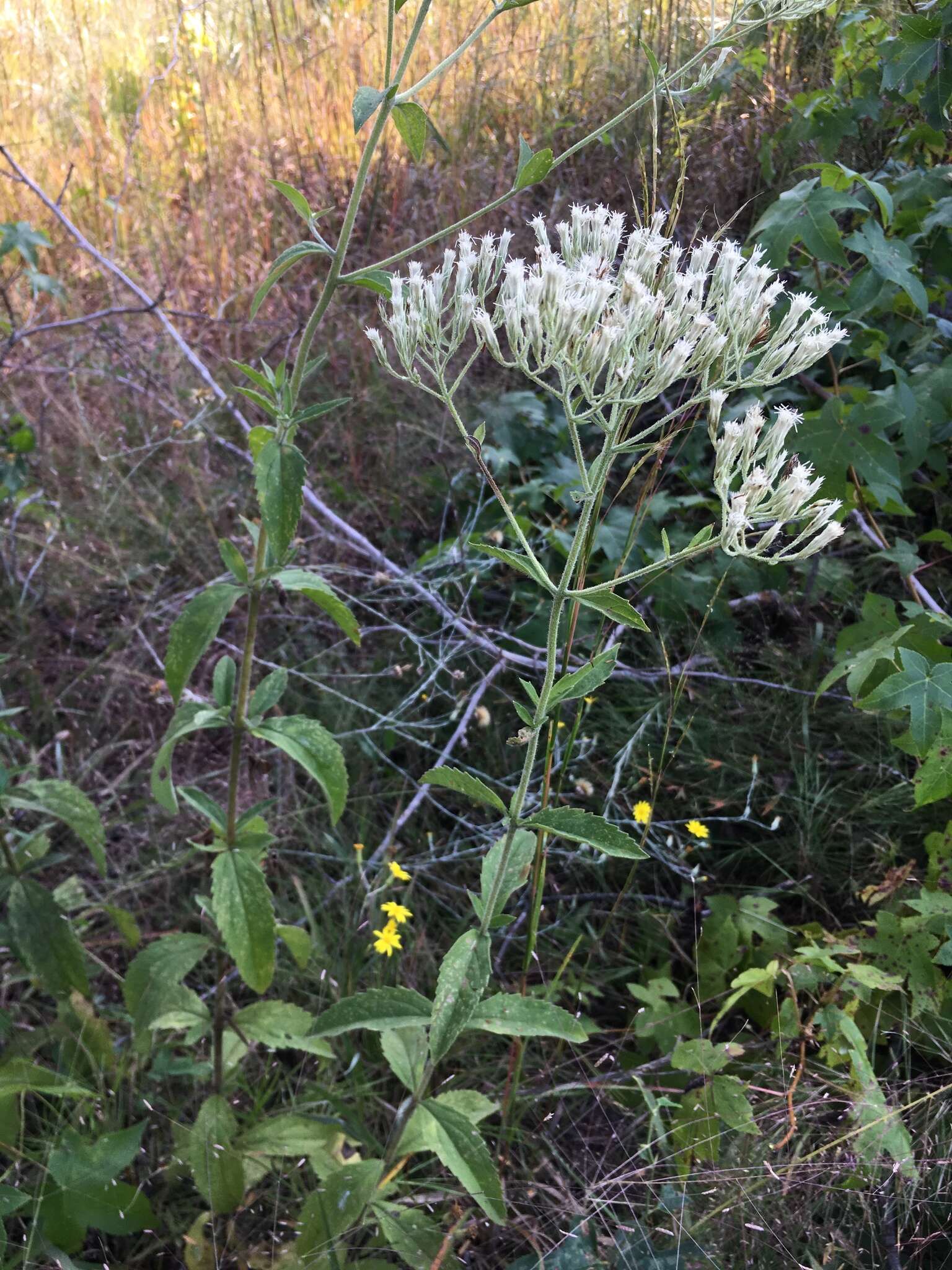 Eupatorium sullivaniae E. E. Schill.的圖片