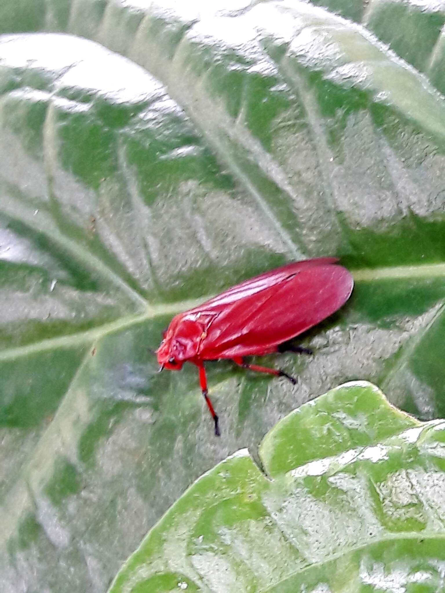 Image of Homalogrypota coccinea (Fabricius 1794)