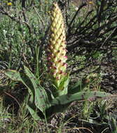 Image de Disa fragrans subsp. fragrans