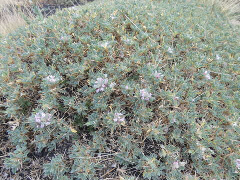 Imagem de Astragalus siculus Rafin.