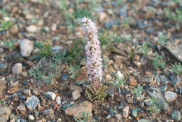 Image de Orostachys thyrsiflora (DC.) Fisch. ex Sweet