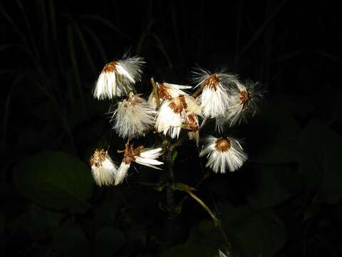 Image of Petasites rubellus (J. F. Gmel.) Toman