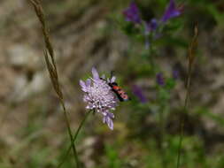 Image of Zygaena hilaris Ochsenheimer 1808