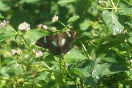 Image of Papilio manlius Fabricius 1798