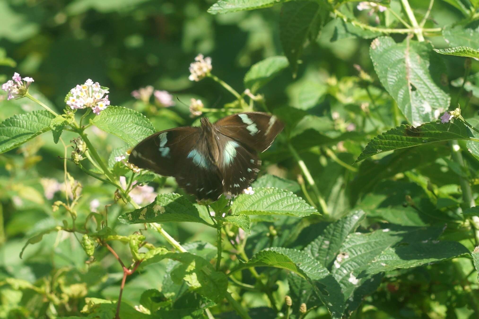 Image of Papilio manlius Fabricius 1798