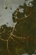 Image of Alternate Water-milfoil