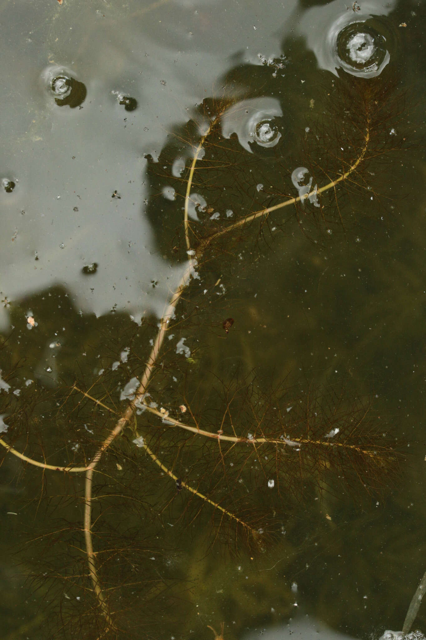 Image of Alternate Water-milfoil