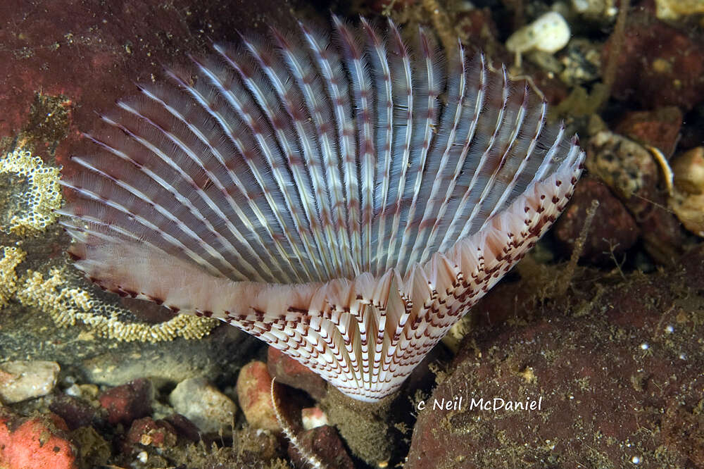 Image of Bispira pacifica (Berkeley & Berkeley 1954)