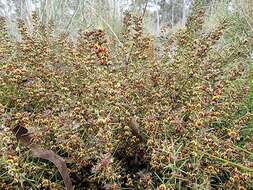 Image of Daviesia genistifolia Benth.