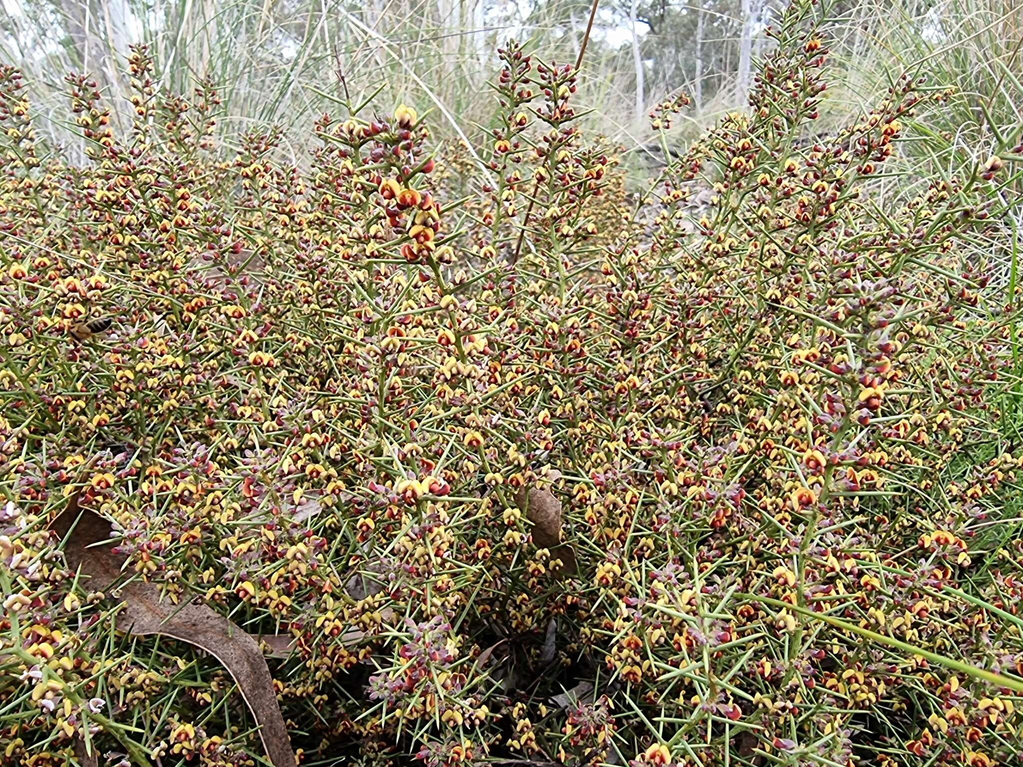 Image of Daviesia genistifolia Benth.