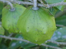 Image of Annona globiflora Schltdl.