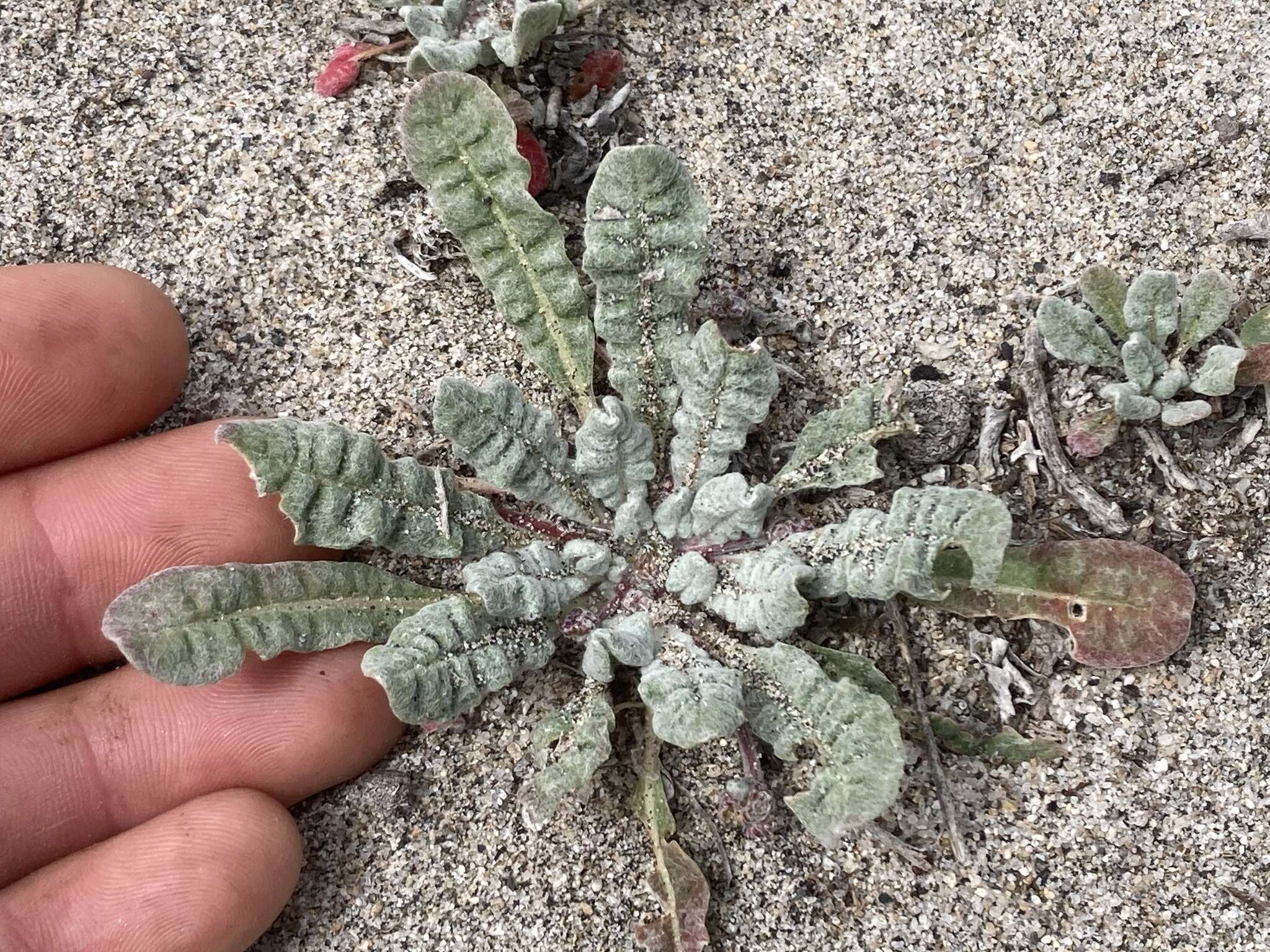 Image of cottonheads