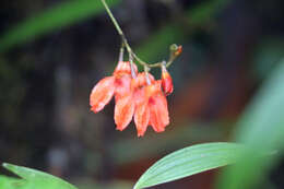 Imagem de Porroglossum eduardi (Rchb. fil.) H. R. Sweet