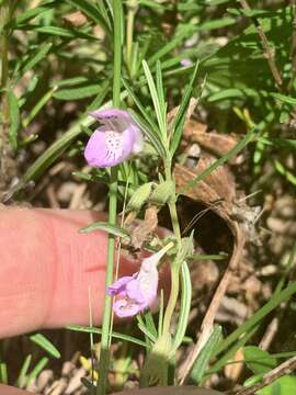 Image of Cumberland false rosemary