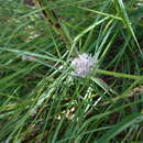 Allium pyrenaicum Costa & Vayr. resmi