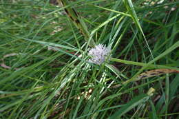 Image of Wild garlic