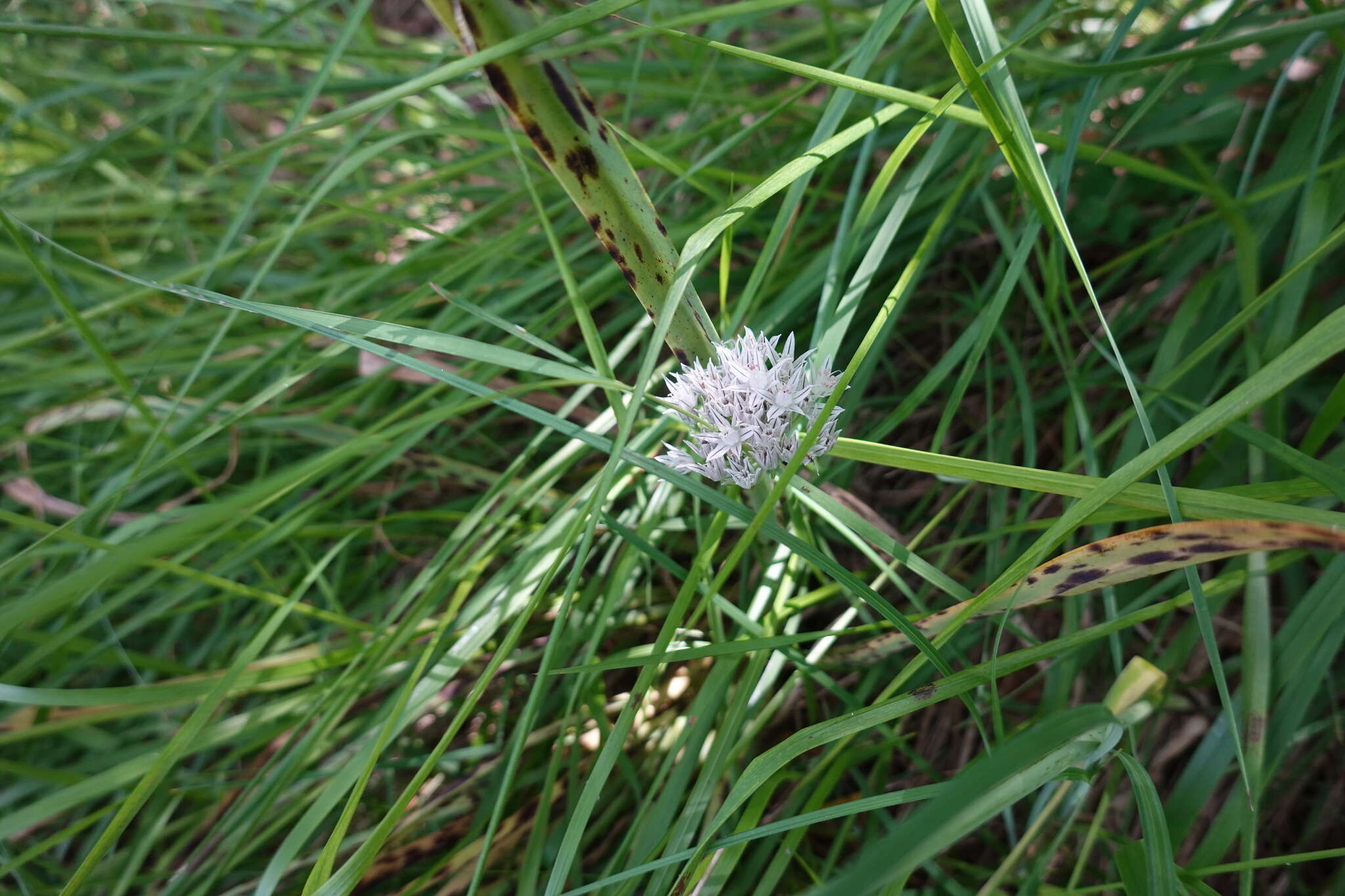 Слика од Allium pyrenaicum Costa & Vayr.