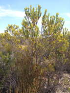 Image of Leucadendron foedum I. Williams