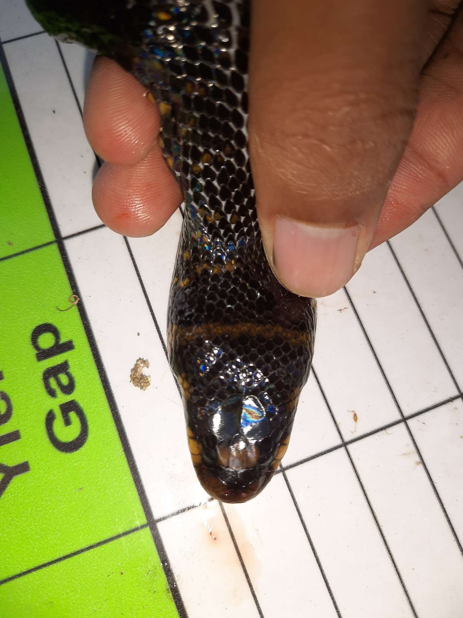 Image of Spotted Water Snake