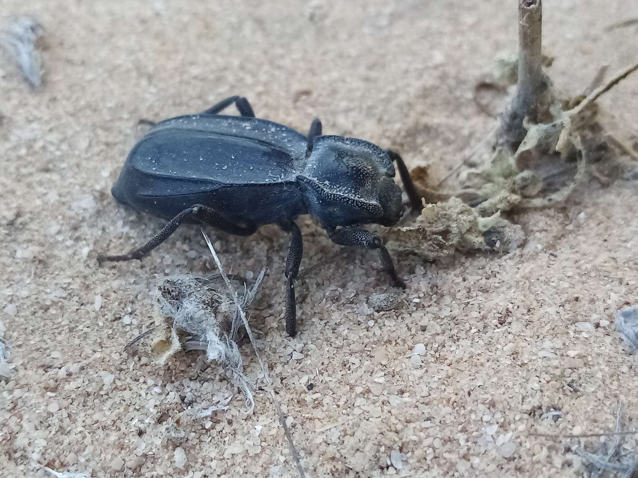 Слика од Stenomorpha (Asidina) confluens (Le Conte 1851)