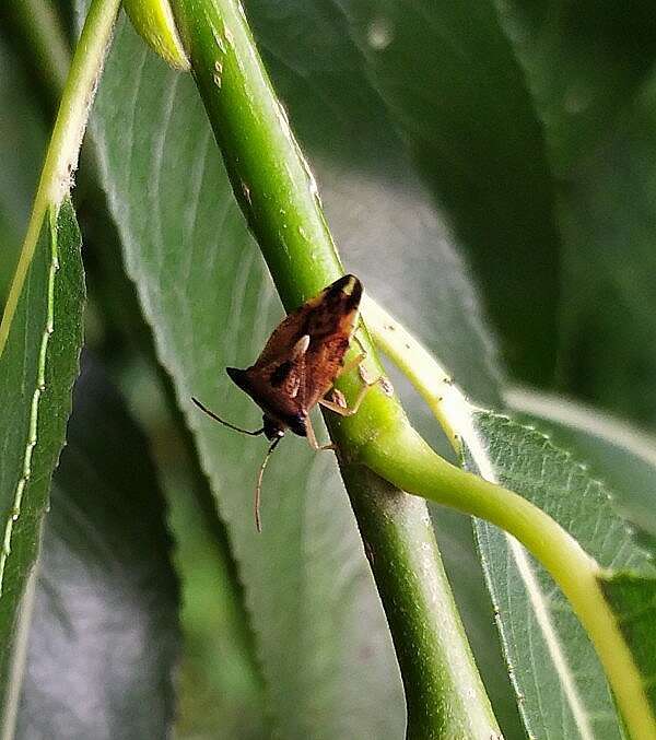 Image of Bilberry shield bug