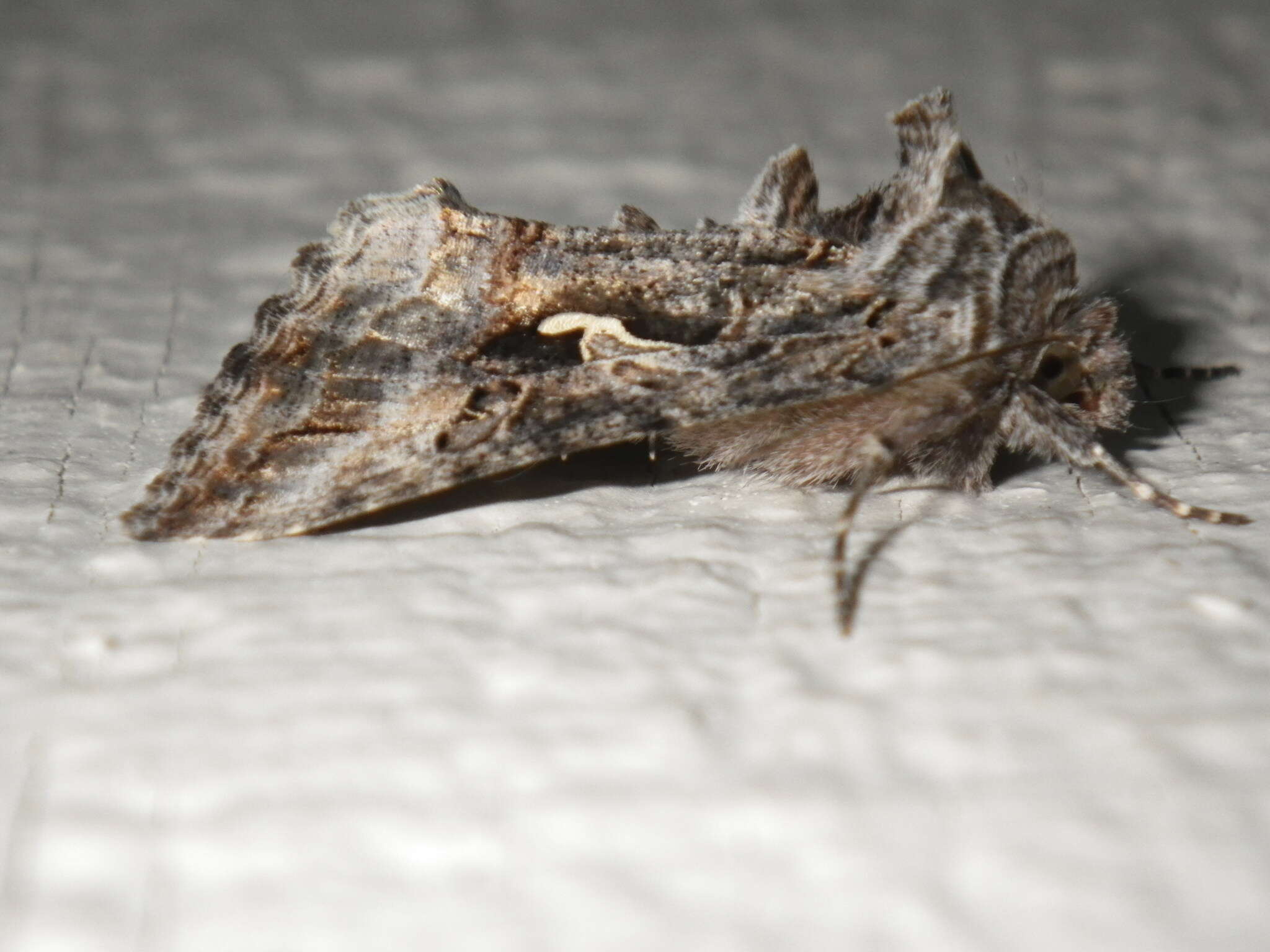 Image of Alfalfa Looper Moth