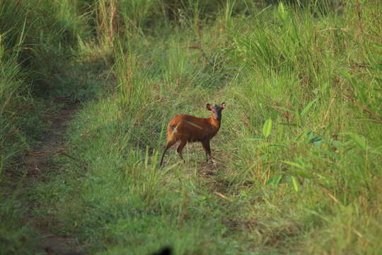 Image of Black-fronted Duiker