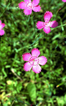 Слика од Dianthus deltoides subsp. deltoides