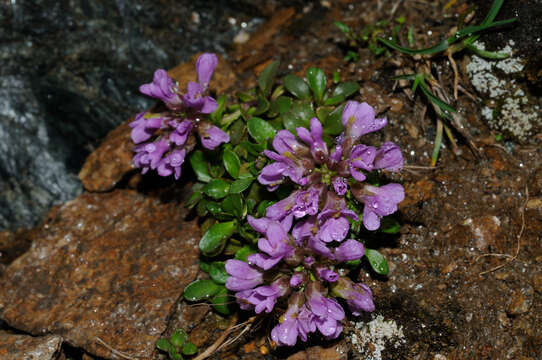 Imagem de Noccaea rotundifolia (L.) Moench