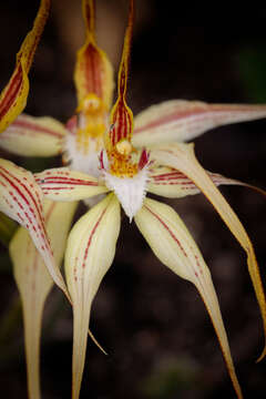 Image of Caladenia triangularis R. S. Rogers