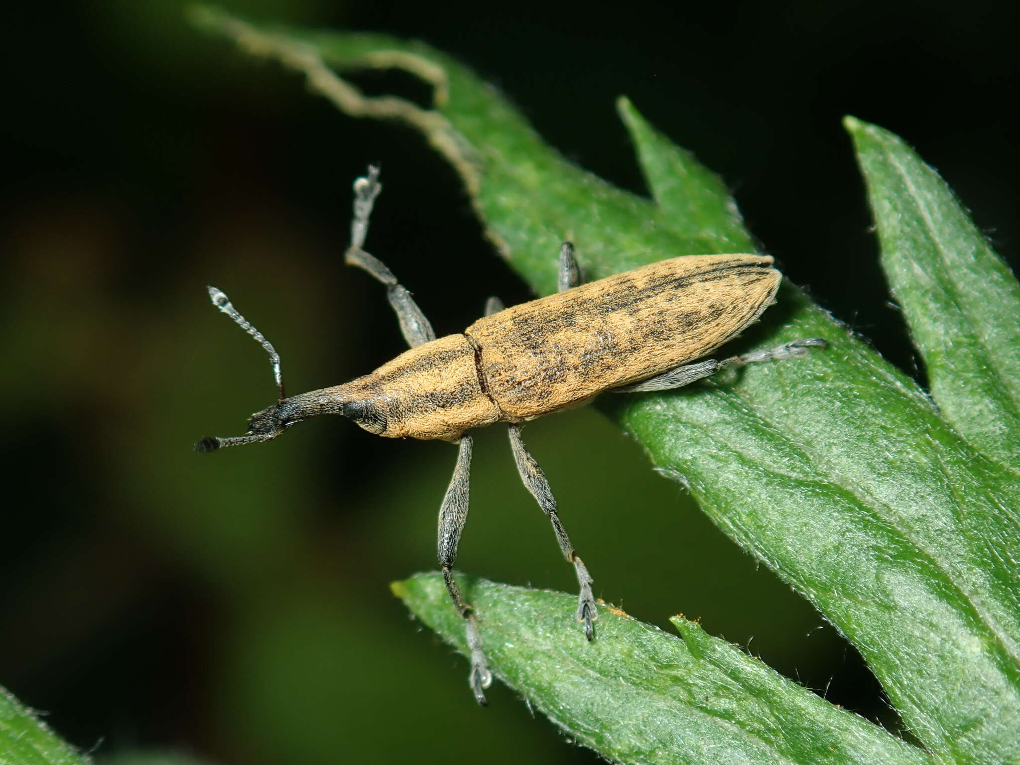 Image of Lixus fasciculatus Boheman 1836