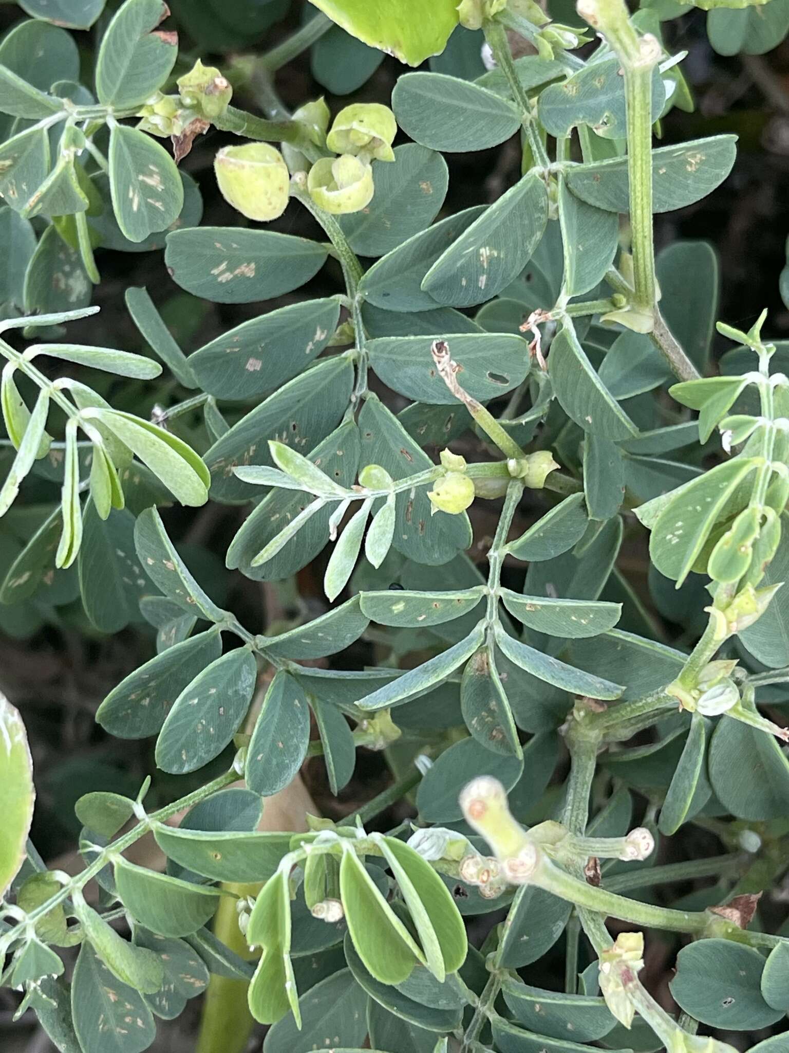 Image of Tephrosia grandiflora (Aiton) Pers.