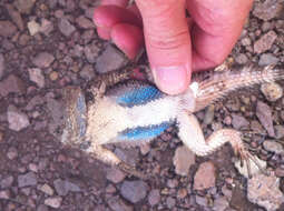 Image of Crevice Spiny Lizard