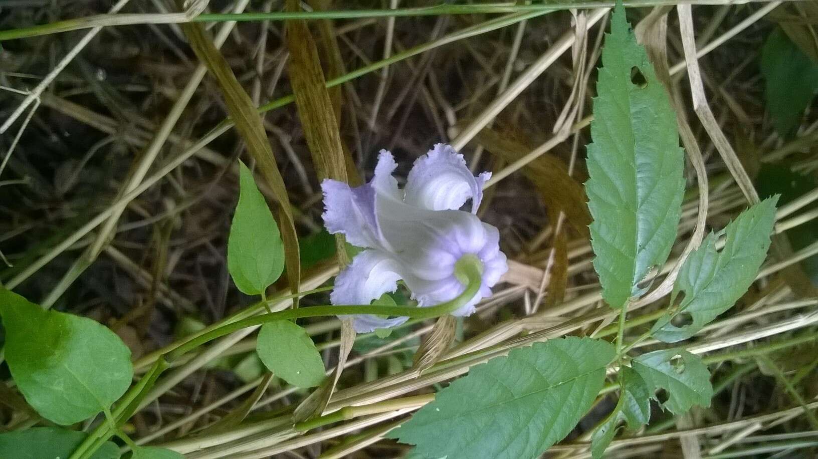 Image of swamp leather flower